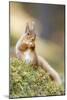 Red Squirrel Feeding-Duncan Shaw-Mounted Photographic Print