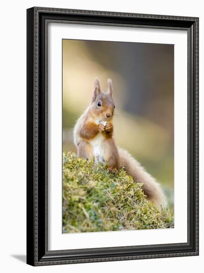 Red Squirrel Feeding-Duncan Shaw-Framed Photographic Print