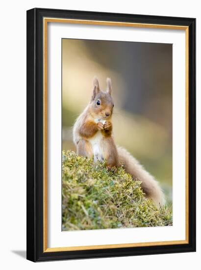 Red Squirrel Feeding-Duncan Shaw-Framed Photographic Print