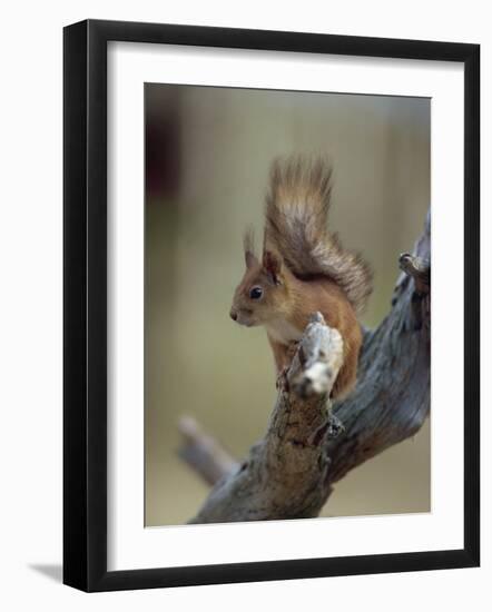 Red Squirrel, Finland, Scandinavia, Europe-Murray Louise-Framed Photographic Print