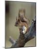 Red Squirrel, Finland, Scandinavia, Europe-Murray Louise-Mounted Photographic Print