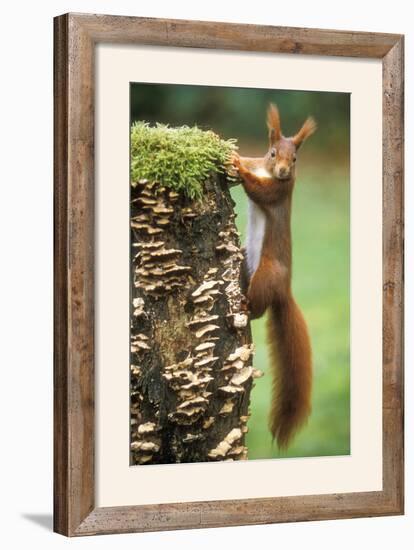 Red Squirrel Gripping to Side of Tree Stump-null-Framed Photographic Print