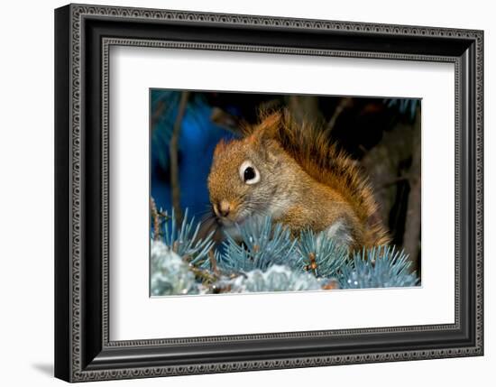 Red Squirrel in a Blue Spruce-null-Framed Art Print