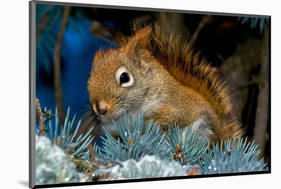 Red Squirrel in a Blue Spruce-null-Mounted Art Print