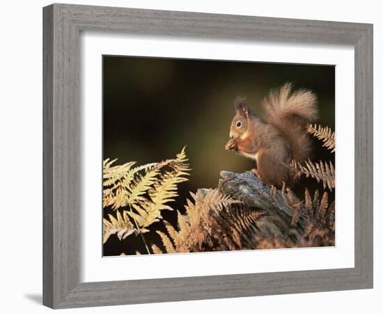 Red Squirrel in Autumn, Scotland, UK Strathspey-Pete Cairns-Framed Photographic Print