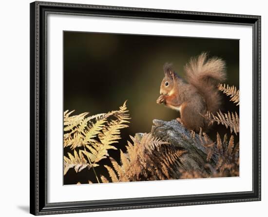 Red Squirrel in Autumn, Scotland, UK Strathspey-Pete Cairns-Framed Photographic Print