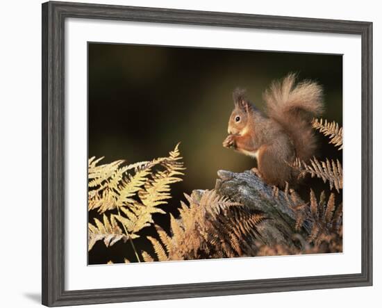 Red Squirrel in Autumn, Scotland, UK Strathspey-Pete Cairns-Framed Photographic Print