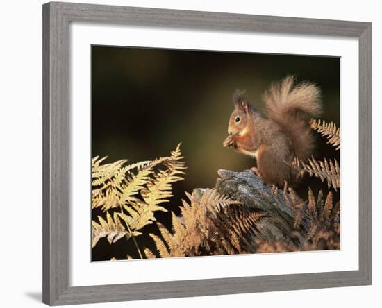 Red Squirrel in Autumn, Scotland, UK Strathspey-Pete Cairns-Framed Photographic Print