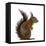 Red Squirrel in Front of a White Background-Life on White-Framed Premier Image Canvas