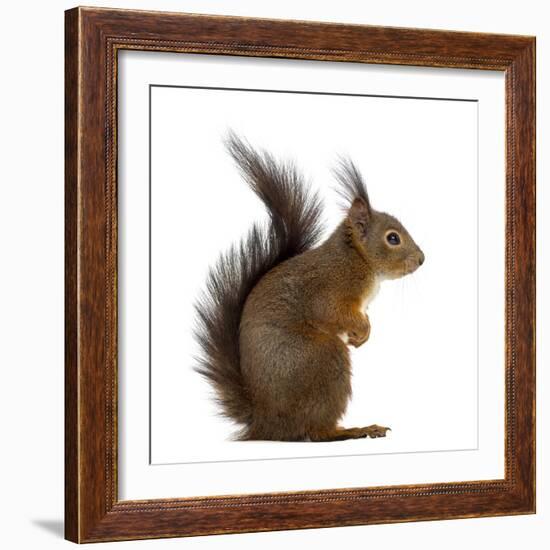 Red Squirrel in Front of a White Background-Life on White-Framed Photographic Print