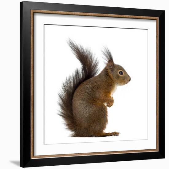 Red Squirrel in Front of a White Background-Life on White-Framed Photographic Print