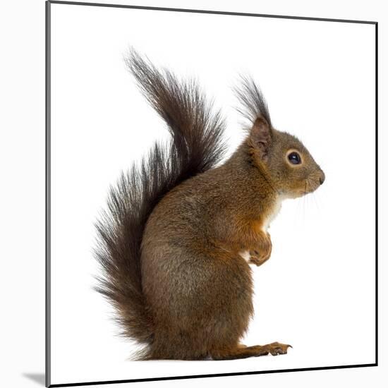 Red Squirrel in Front of a White Background-Life on White-Mounted Photographic Print