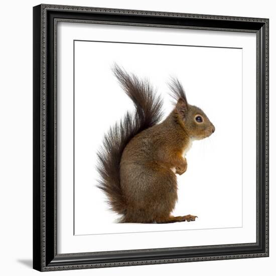 Red Squirrel in Front of a White Background-Life on White-Framed Photographic Print