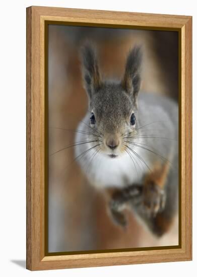 Red squirrel, in winter pelage, Kalvtrask, Vasterbotten, Sweden. December-Staffan Widstrand-Framed Premier Image Canvas