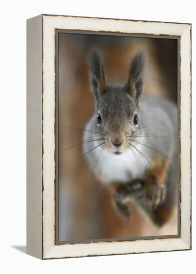 Red squirrel, in winter pelage, Kalvtrask, Vasterbotten, Sweden. December-Staffan Widstrand-Framed Premier Image Canvas