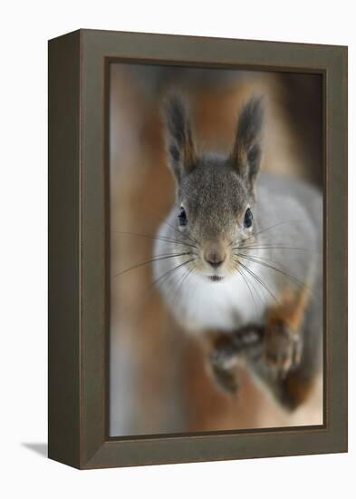 Red squirrel, in winter pelage, Kalvtrask, Vasterbotten, Sweden. December-Staffan Widstrand-Framed Premier Image Canvas