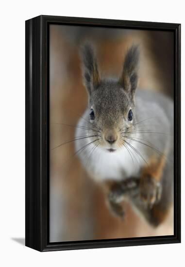 Red squirrel, in winter pelage, Kalvtrask, Vasterbotten, Sweden. December-Staffan Widstrand-Framed Premier Image Canvas