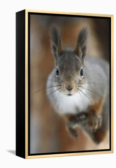 Red squirrel, in winter pelage, Kalvtrask, Vasterbotten, Sweden. December-Staffan Widstrand-Framed Premier Image Canvas