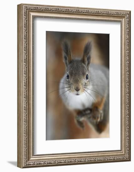 Red squirrel, in winter pelage, Kalvtrask, Vasterbotten, Sweden. December-Staffan Widstrand-Framed Photographic Print