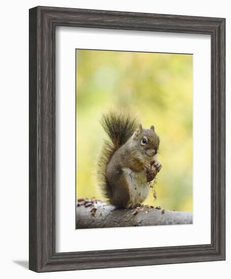 Red Squirrel, Jenny Lake, Grand Teton National Park, Wyoming, USA-Rolf Nussbaumer-Framed Photographic Print