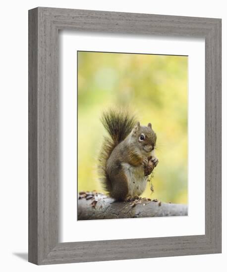 Red Squirrel, Jenny Lake, Grand Teton National Park, Wyoming, USA-Rolf Nussbaumer-Framed Photographic Print