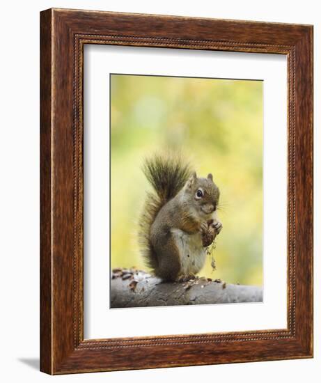 Red Squirrel, Jenny Lake, Grand Teton National Park, Wyoming, USA-Rolf Nussbaumer-Framed Photographic Print