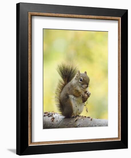 Red Squirrel, Jenny Lake, Grand Teton National Park, Wyoming, USA-Rolf Nussbaumer-Framed Photographic Print