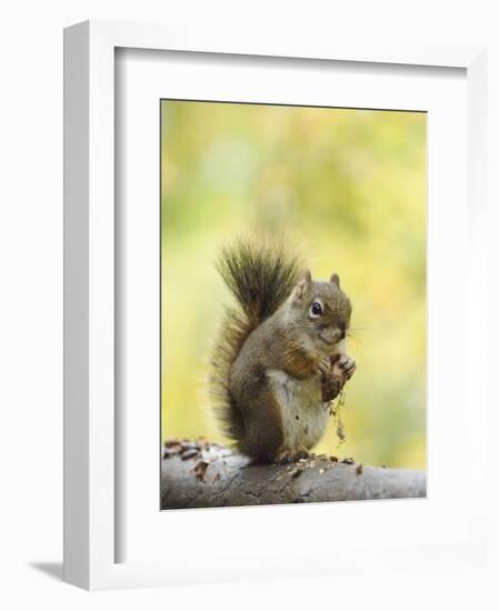 Red Squirrel, Jenny Lake, Grand Teton National Park, Wyoming, USA-Rolf Nussbaumer-Framed Photographic Print