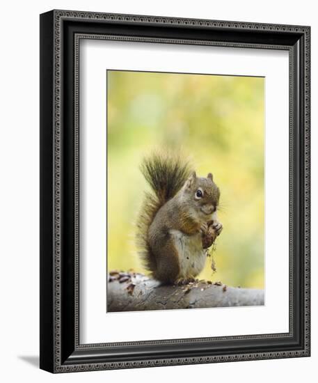 Red Squirrel, Jenny Lake, Grand Teton National Park, Wyoming, USA-Rolf Nussbaumer-Framed Photographic Print