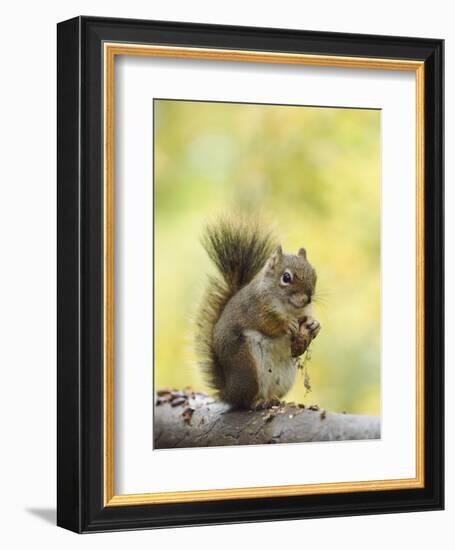 Red Squirrel, Jenny Lake, Grand Teton National Park, Wyoming, USA-Rolf Nussbaumer-Framed Photographic Print