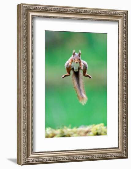 Red Squirrel jumping over mossy rock, North Yorkshire, UK-David Pike-Framed Photographic Print