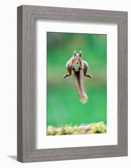 Red Squirrel jumping over mossy rock, North Yorkshire, UK-David Pike-Framed Photographic Print