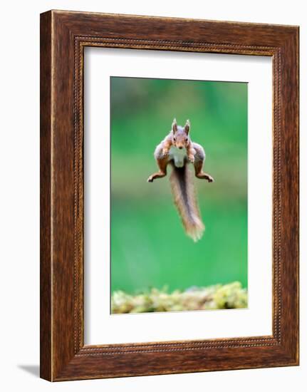 Red Squirrel jumping over mossy rock, North Yorkshire, UK-David Pike-Framed Photographic Print