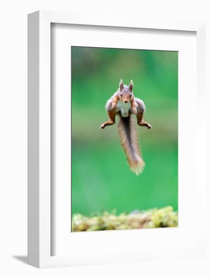 Red Squirrel jumping over mossy rock, North Yorkshire, UK-David Pike-Framed Photographic Print