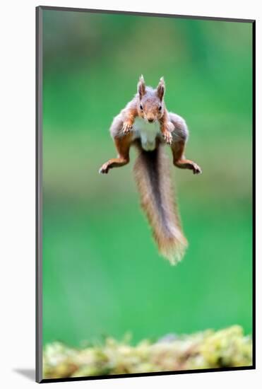 Red Squirrel jumping over mossy rock, North Yorkshire, UK-David Pike-Mounted Photographic Print