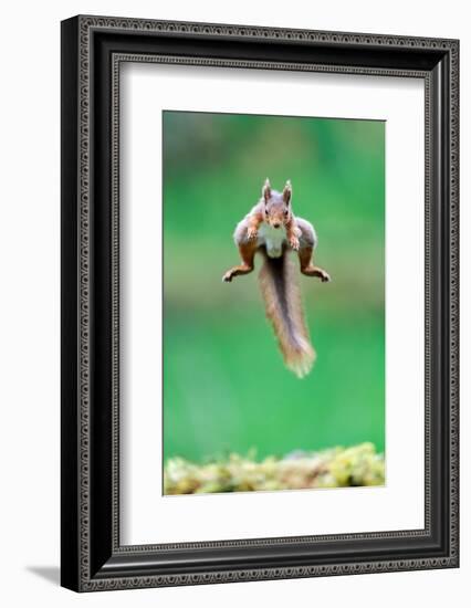 Red Squirrel jumping over mossy rock, North Yorkshire, UK-David Pike-Framed Photographic Print