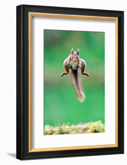 Red Squirrel jumping over mossy rock, North Yorkshire, UK-David Pike-Framed Photographic Print