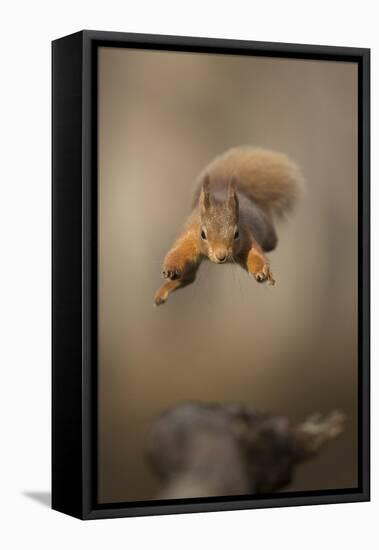 Red squirrel jumping towards camera. Scotland, UK-Paul Hobson-Framed Premier Image Canvas