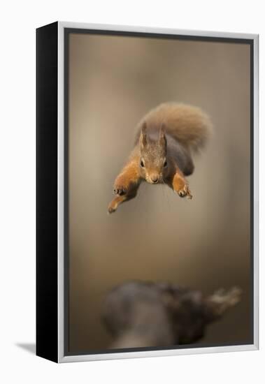 Red squirrel jumping towards camera. Scotland, UK-Paul Hobson-Framed Premier Image Canvas