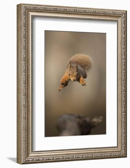 Red squirrel jumping towards camera. Scotland, UK-Paul Hobson-Framed Photographic Print