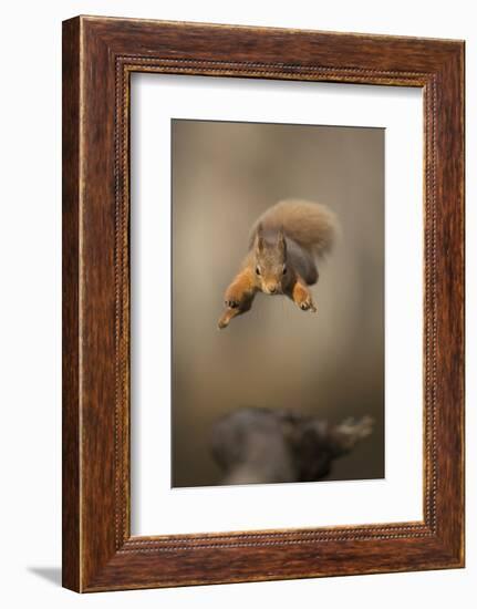 Red squirrel jumping towards camera. Scotland, UK-Paul Hobson-Framed Photographic Print