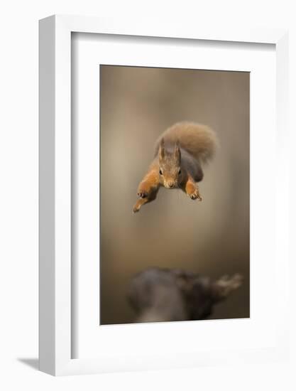 Red squirrel jumping towards camera. Scotland, UK-Paul Hobson-Framed Photographic Print