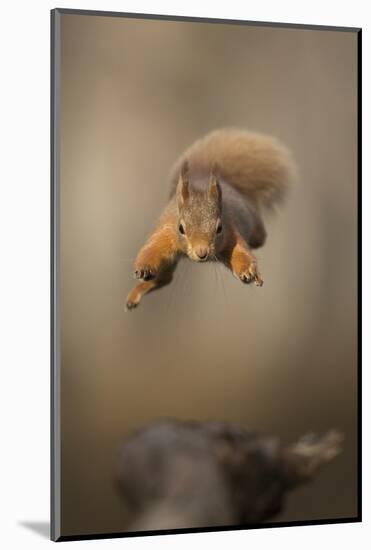 Red squirrel jumping towards camera. Scotland, UK-Paul Hobson-Mounted Photographic Print