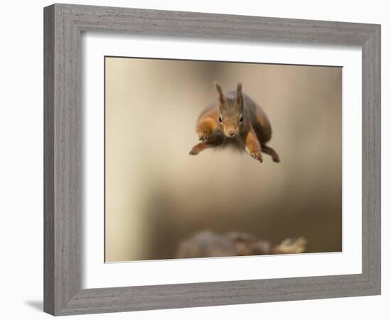 Red squirrel jumping towards camera. Scotland, UK-Paul Hobson-Framed Photographic Print