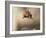 Red squirrel jumping towards camera. Scotland, UK-Paul Hobson-Framed Photographic Print