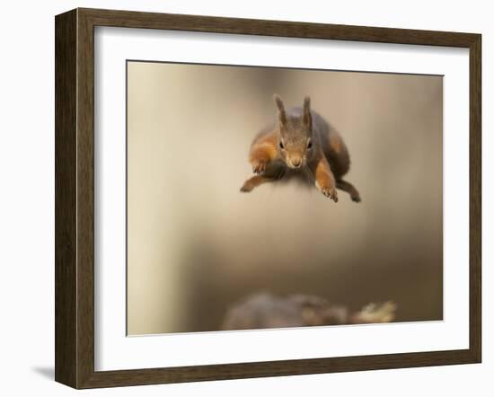 Red squirrel jumping towards camera. Scotland, UK-Paul Hobson-Framed Photographic Print