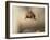 Red squirrel jumping towards camera. Scotland, UK-Paul Hobson-Framed Photographic Print