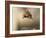 Red squirrel jumping towards camera. Scotland, UK-Paul Hobson-Framed Photographic Print