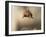 Red squirrel jumping towards camera. Scotland, UK-Paul Hobson-Framed Photographic Print