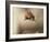 Red squirrel jumping towards camera. Scotland, UK-Paul Hobson-Framed Photographic Print